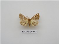 藏品(尺蛾292)的圖片